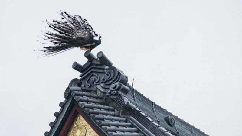 神鸟凤凰 降临日本寺庙 照片看起来超神奇 引来7万多名网友点赞 歐洲希望之聲