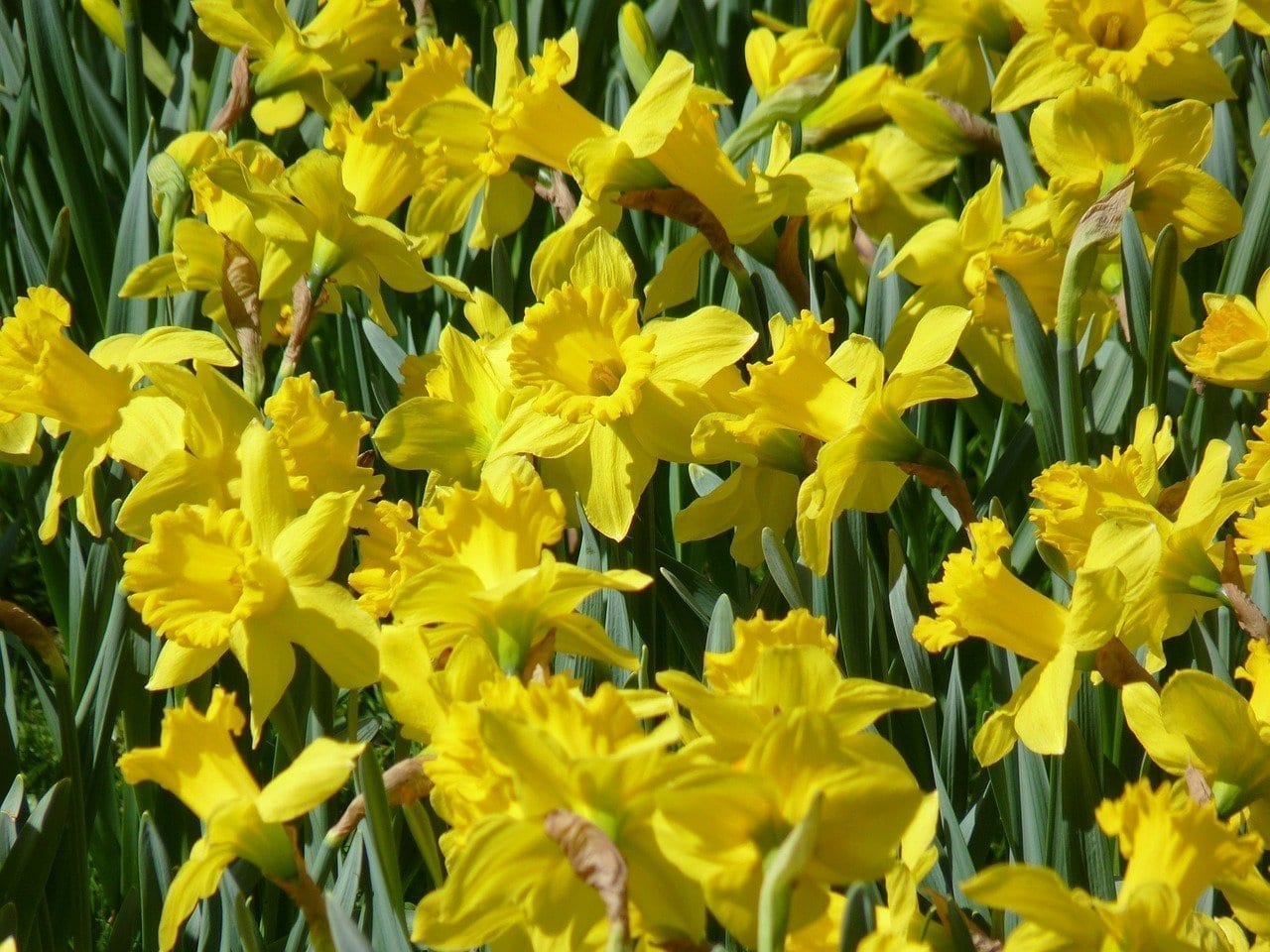 威尔士国花 金黄明艳的黄水仙 英国国花系列文章